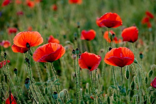 poppy  summer  flower