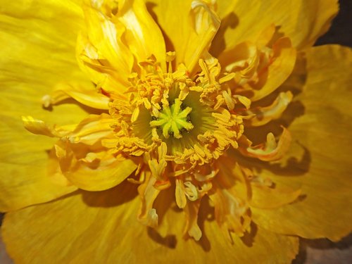 poppy  yellow  flower