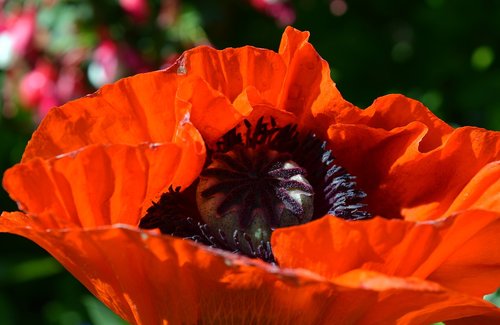 poppy  flower  red