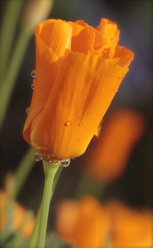 poppy  california  raindrop
