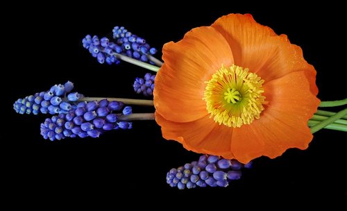 poppy  orange  flower