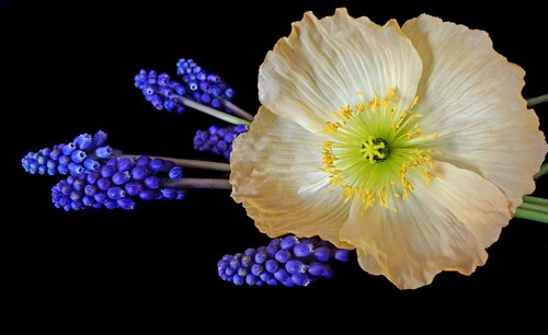 poppy  pale  flower