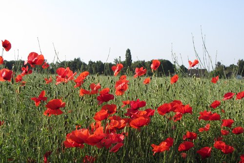 poppy  meadow  nature