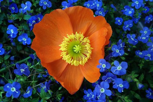 poppy  flower  blue plant