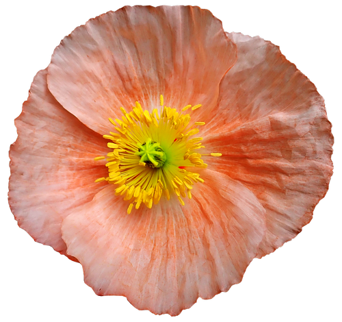 poppy  iceland  flower