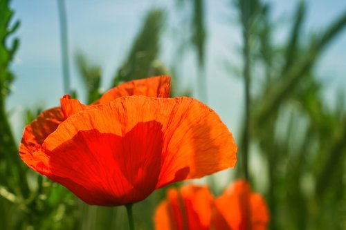 poppy  field  light