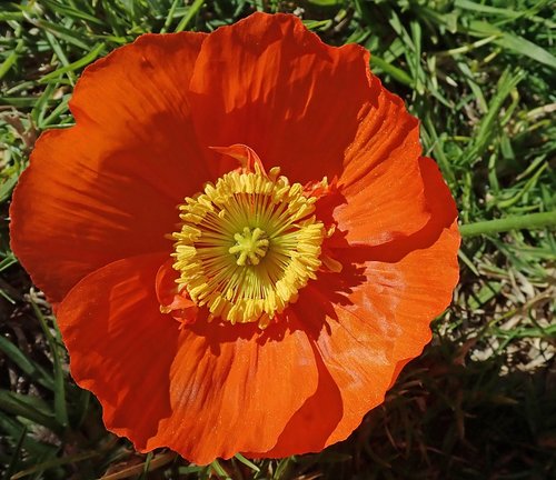 poppy  flower  garden