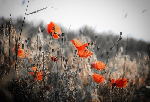 poppy  wildflower  flower