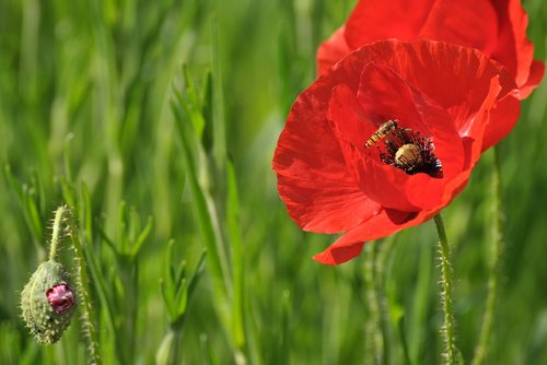 poppy  flower  spring