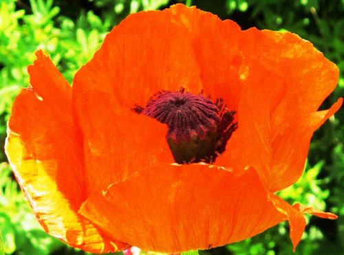 poppy red field