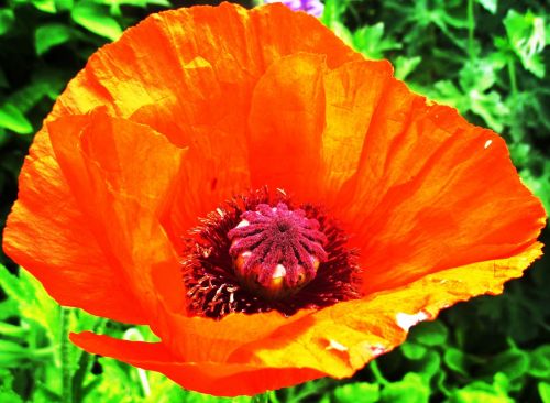 poppy red blossom