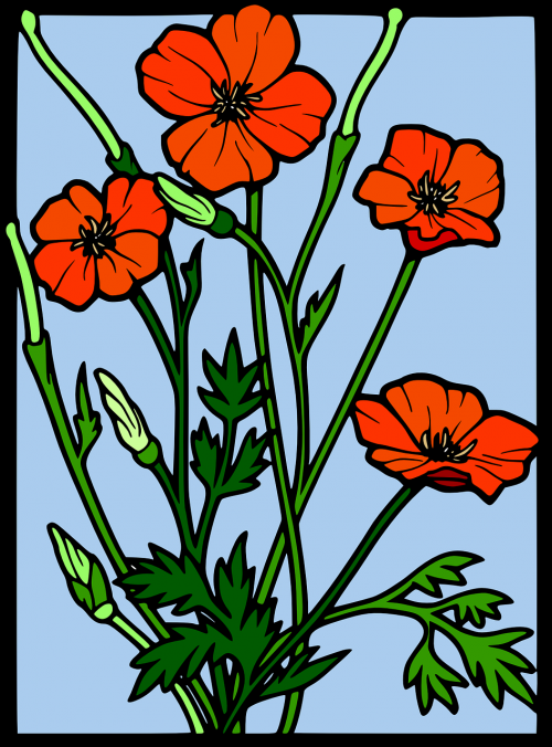 poppy flowers decorative