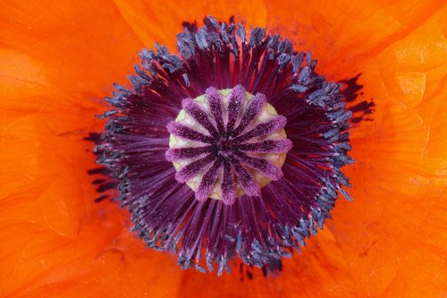 poppy  flower  orange