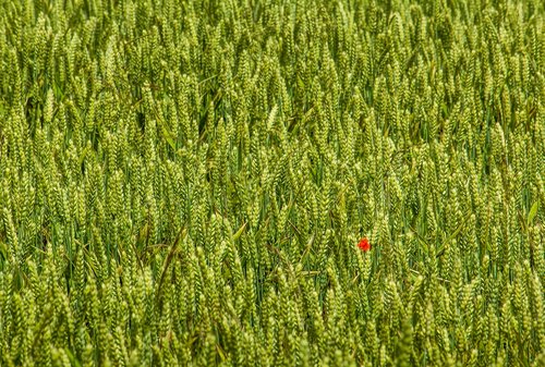 poppy  wheat  nature