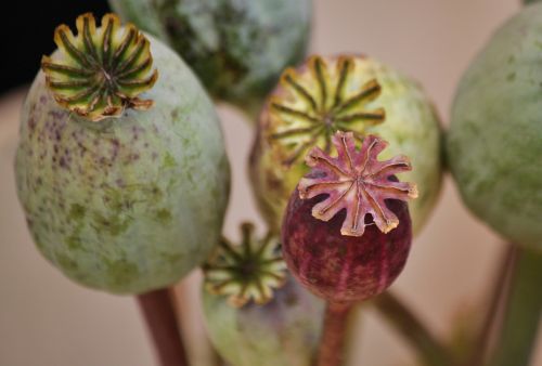 poppy poppy capsules macro