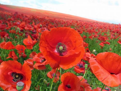 poppy klatschmohn red