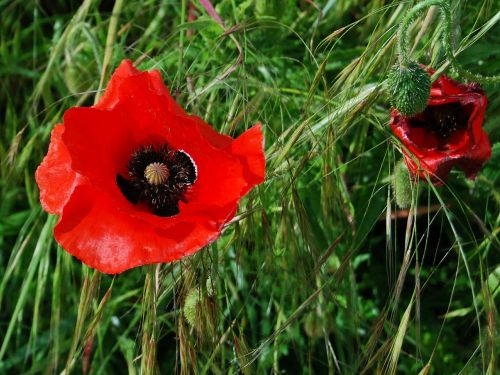 poppy red field