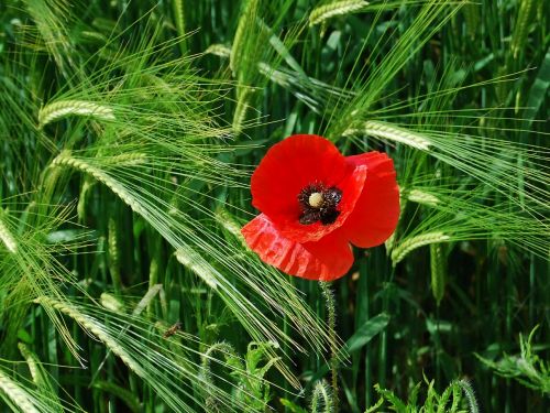 poppy red barley