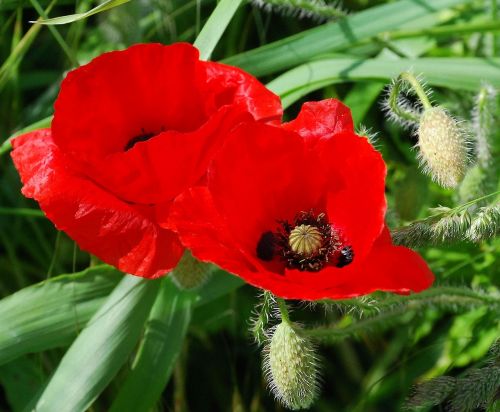 poppy red field