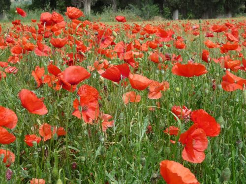 poppy klatschmohn red