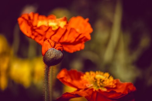 poppy  flower  klatschmohn