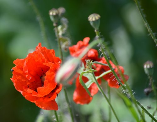 poppy  summer  nature