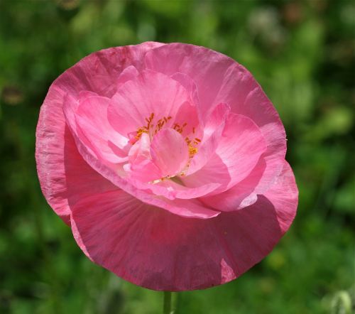 poppy flowers pink