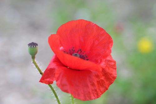 poppy poppy flower klatschmohn