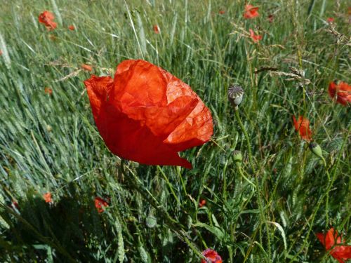 poppy flowers macro