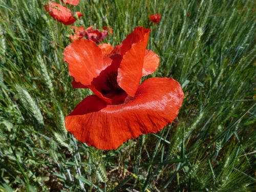 poppy flowers nature