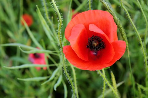 poppy  red  blossom