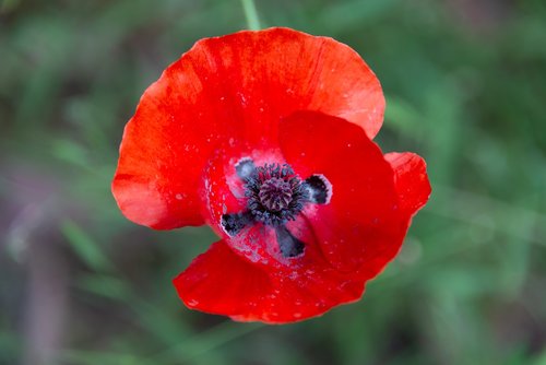 poppy  flower  red