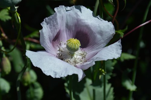 poppy  papaver  blossom