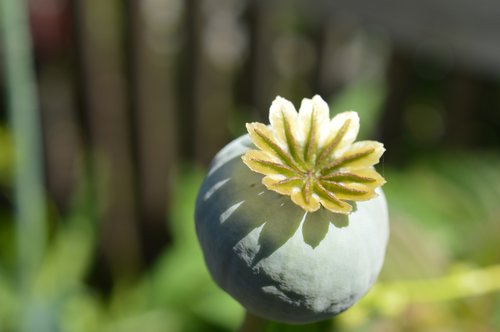 poppy  capsule  mohngewaechs