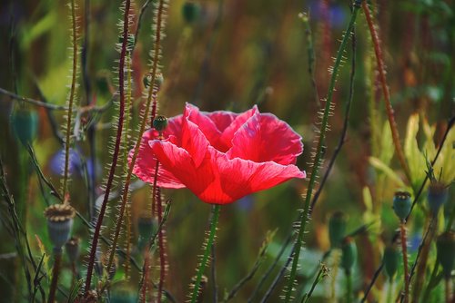 poppy  poppy flower  flower