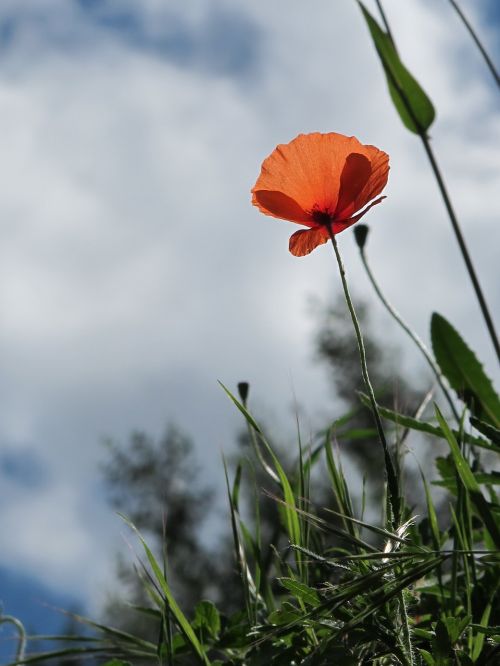 poppy grass summer