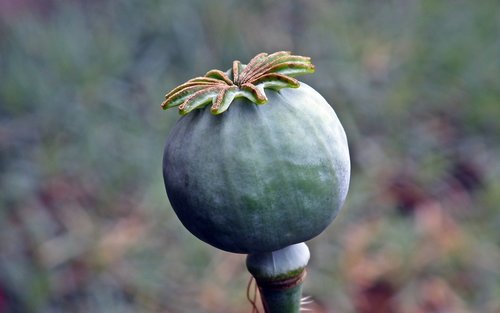 poppy  plant  nature