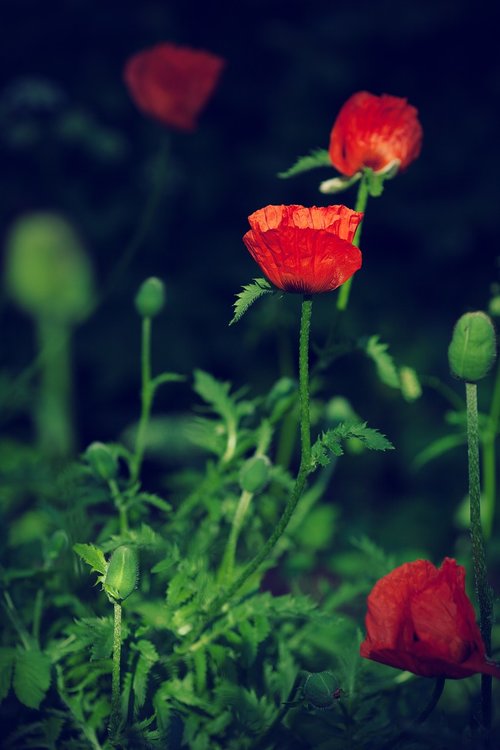 poppy  red  flower