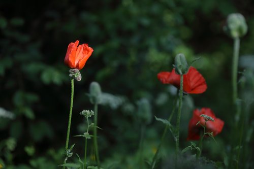 poppy  flower  red