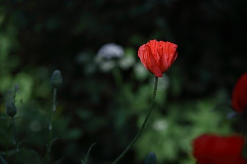 poppy  flower  red