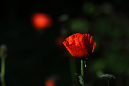 poppy  flower  red