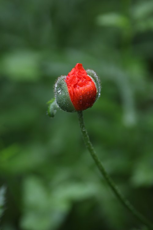 poppy  bud  bloom