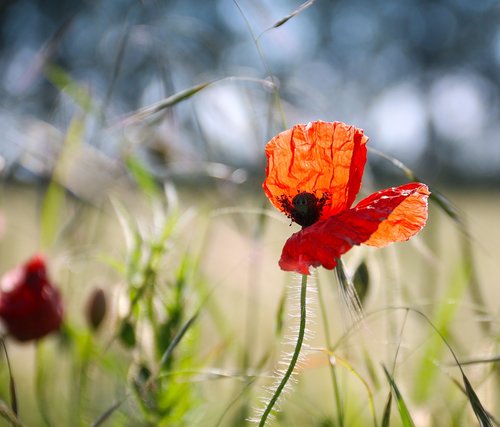 poppy  nature  red