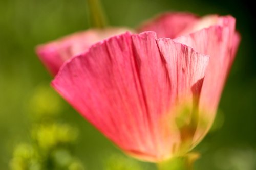 poppy  flower  flowers