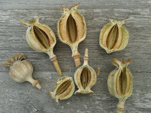 poppy summer seedpods