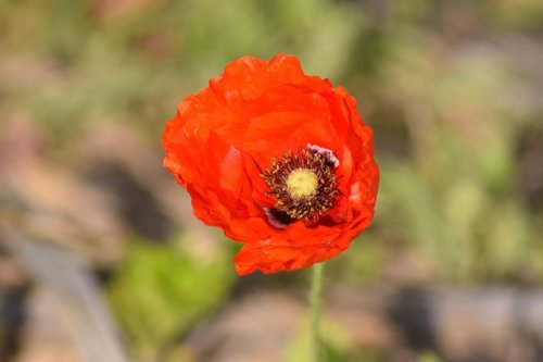 poppy  flower  nature