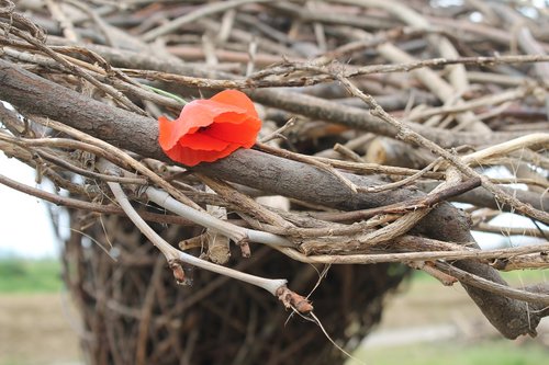 poppy  branches  flower