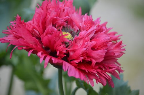 poppy  flower  nature