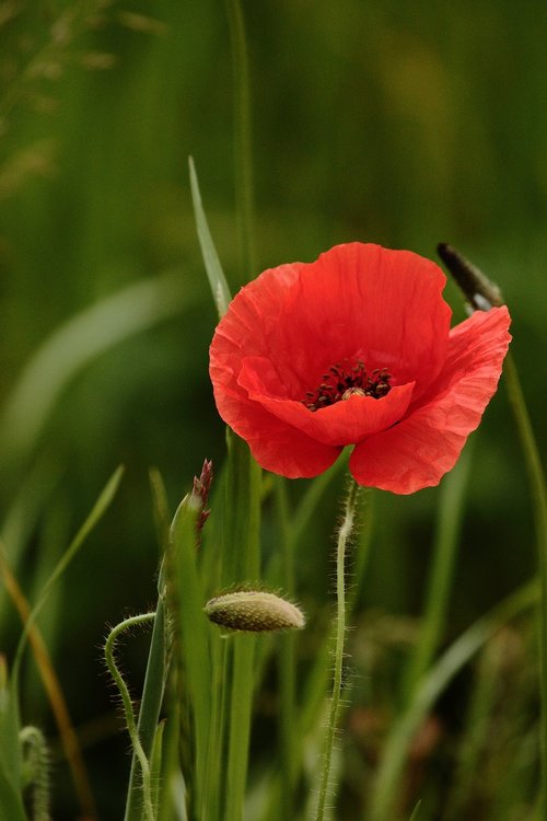 poppy  field  flower