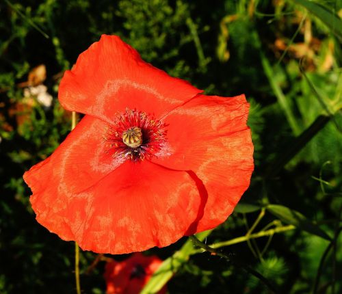 poppy blossom bloom